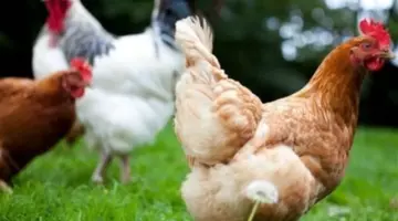 الدليل الشامل لأسعار الطيور والأرانب اليوم الخميس: استقرار نسبي ينهي حالة “التذبذب الكبير”